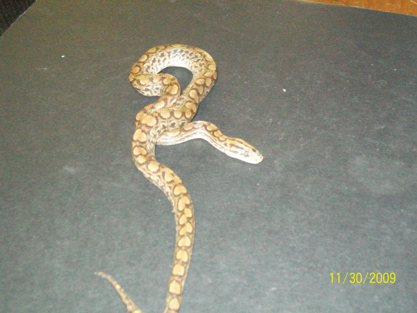 COLUMBIAN RAINBOW BOAS