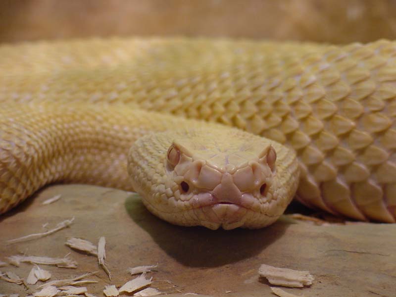 Dallas Atrox