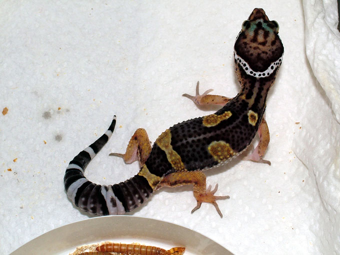 Dark Male