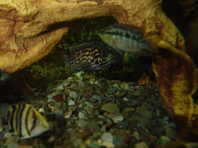 Dat & misc Cichlids