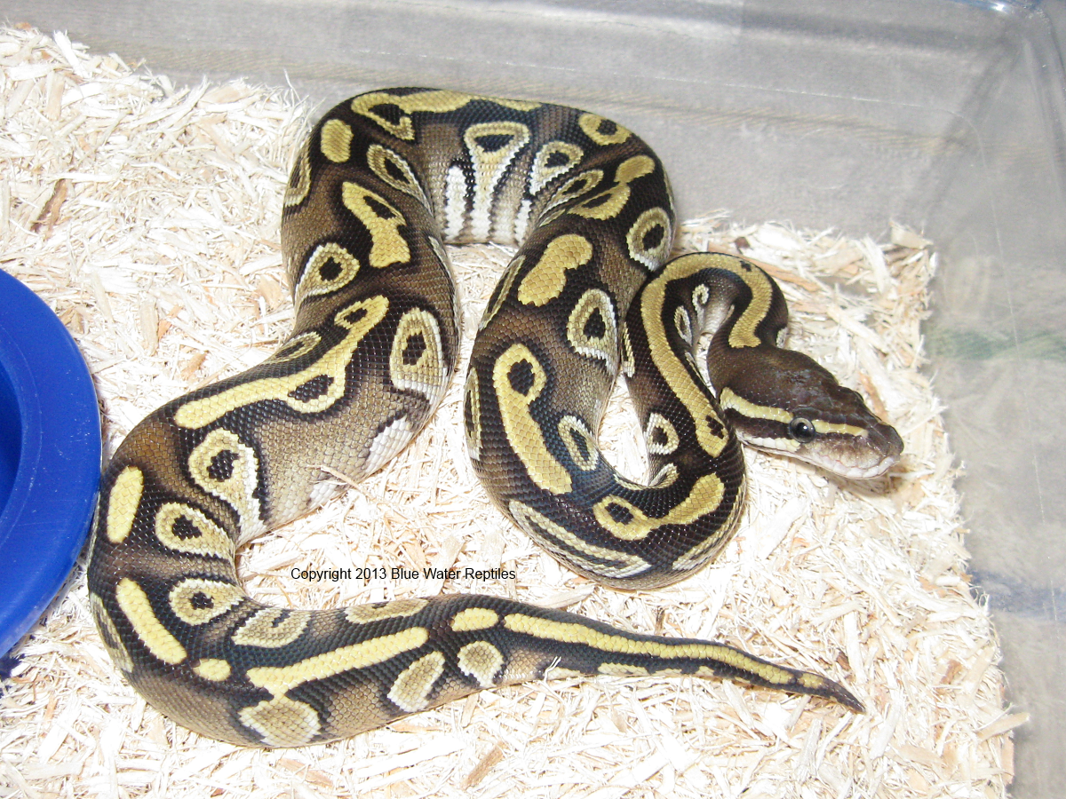 DB2013-08 Male Mojave