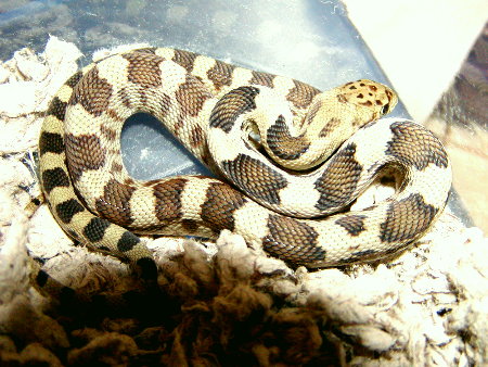 deppei_deppei_hatchling_2004