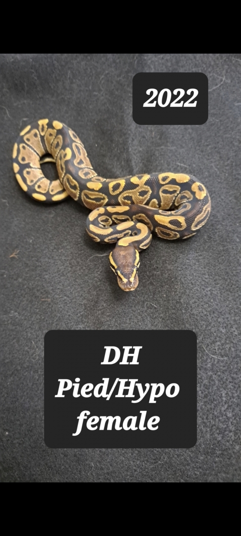 DH Pied/Hypo female