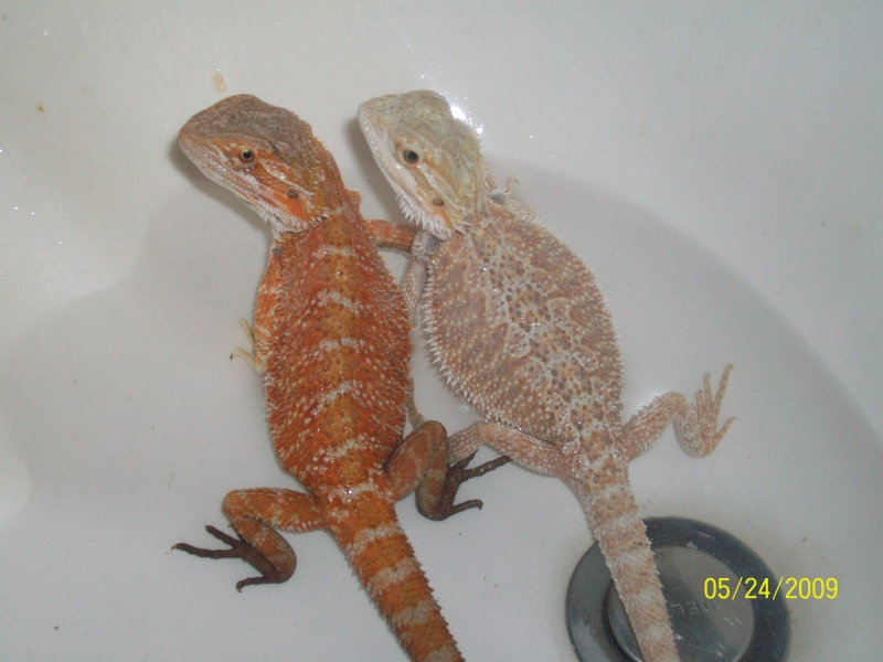 Diff colors.