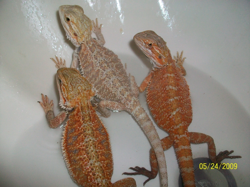 Diff colors.