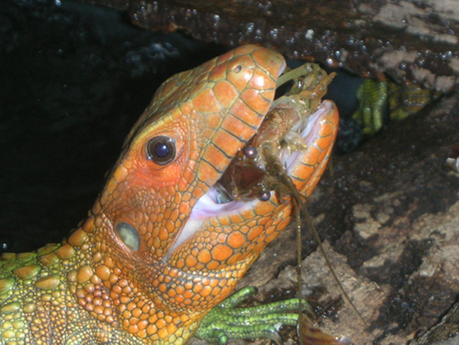 Dracaena Eating Creyfish