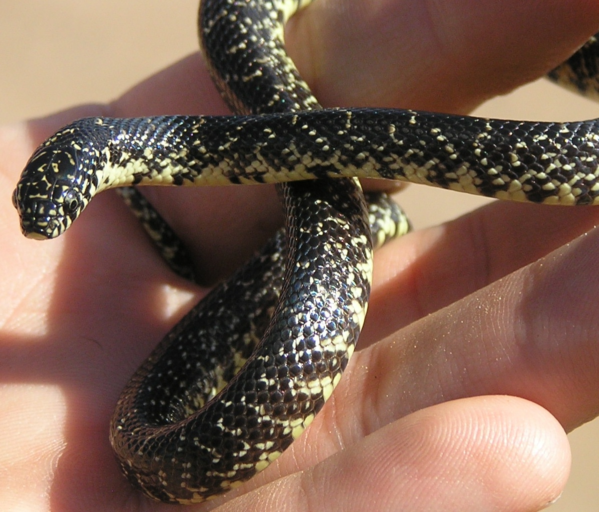 Easter Black kingsnake baby