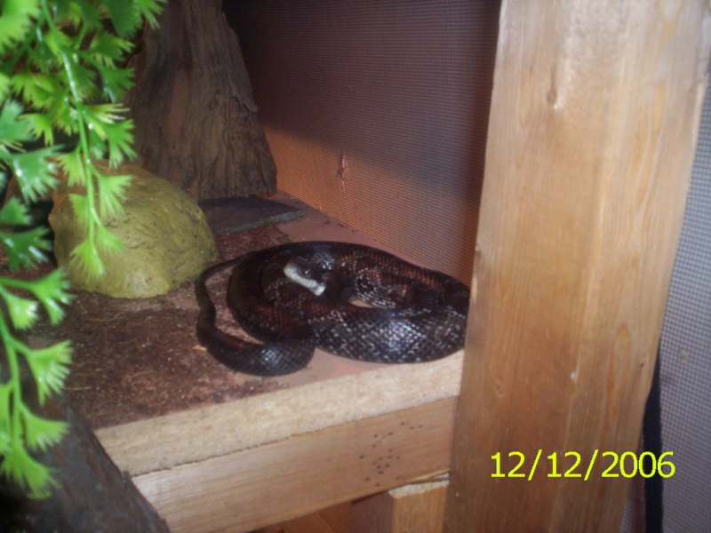 Eastern Black Rat Juv.