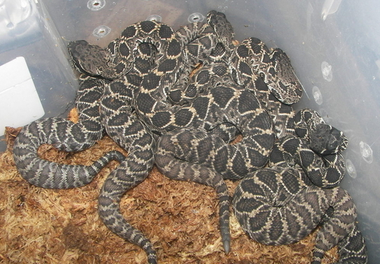 Eastern Diamondback newbons