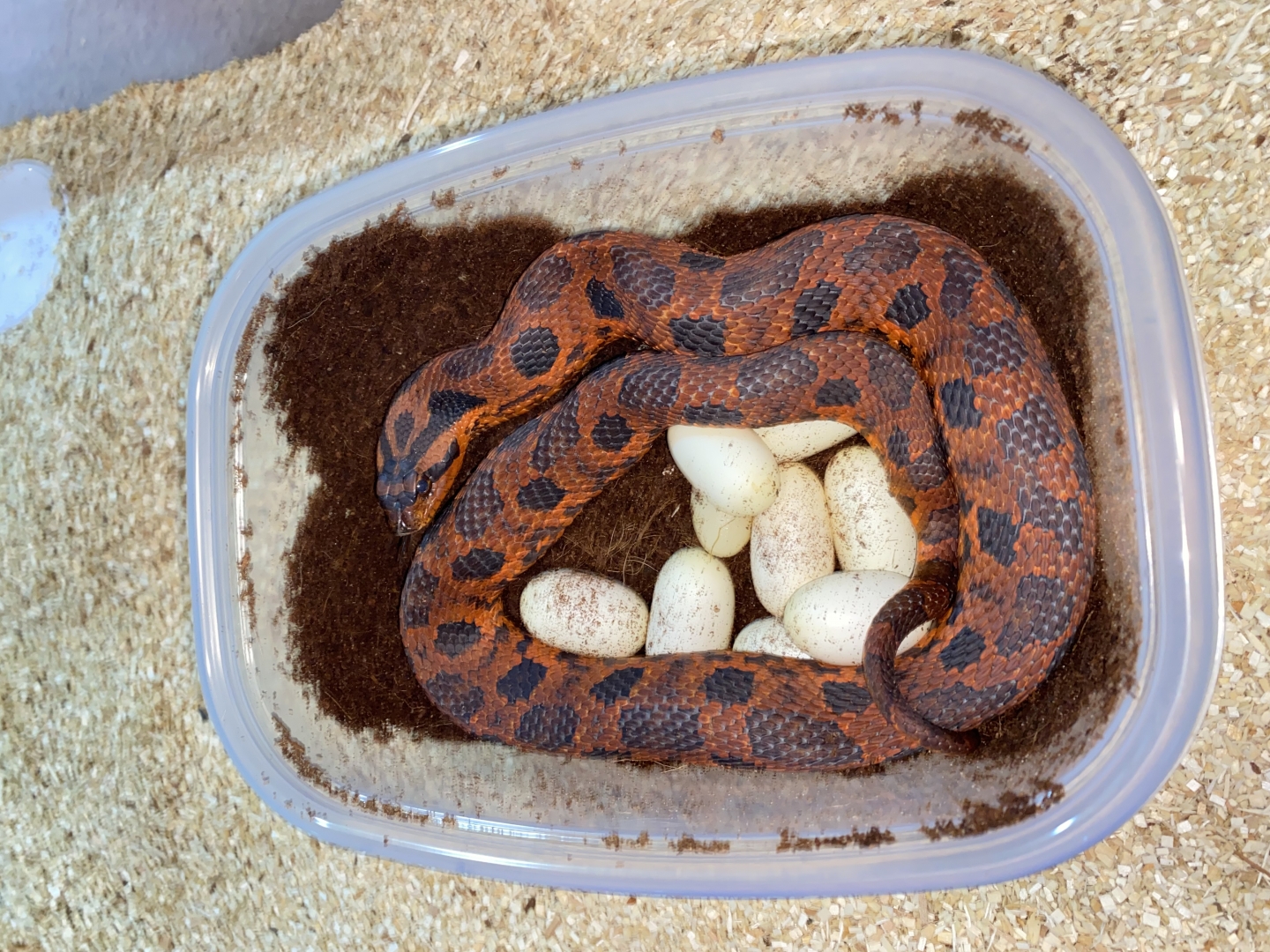 Eastern Hognose with eggs