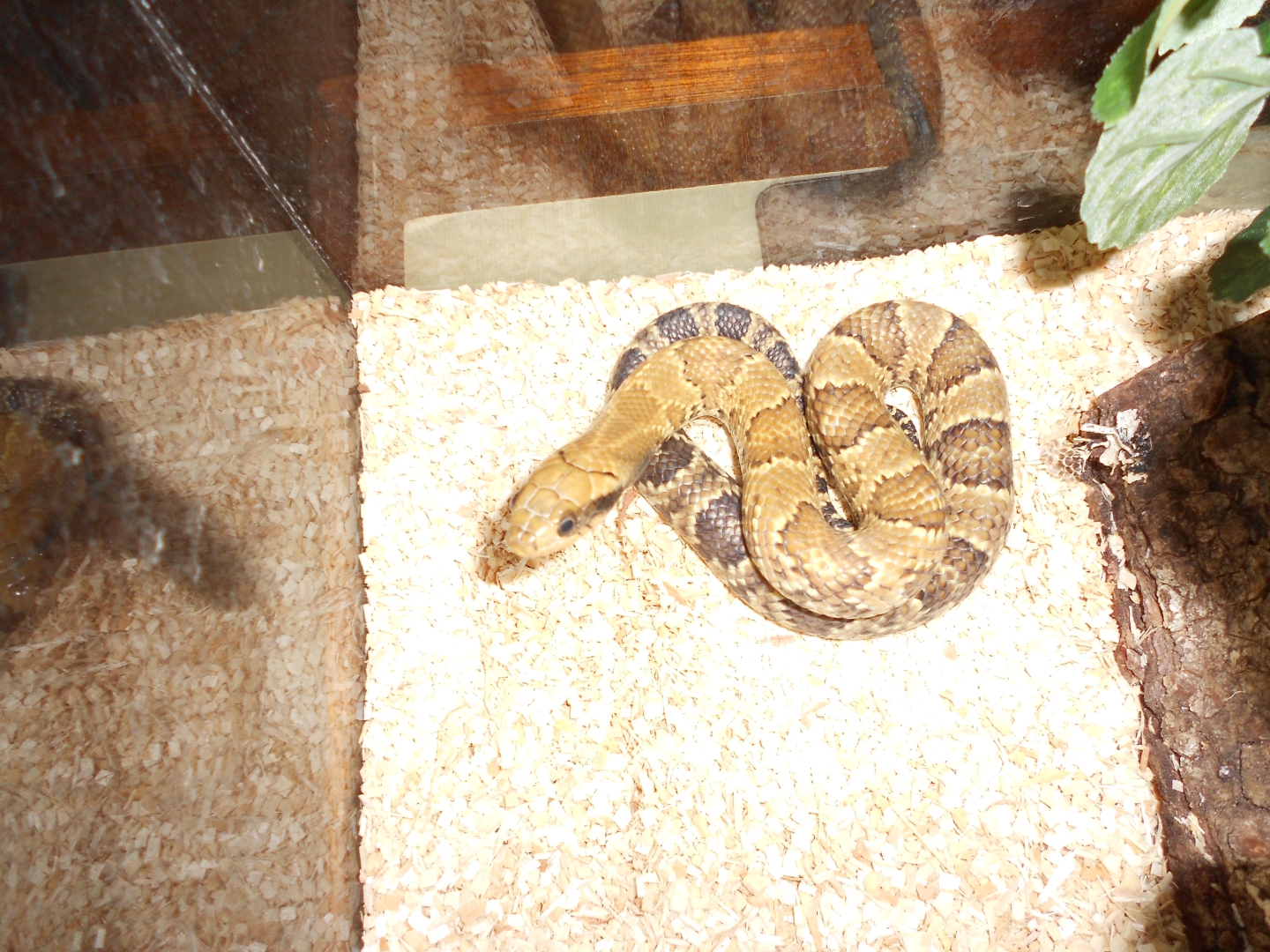 False Water Cobra
