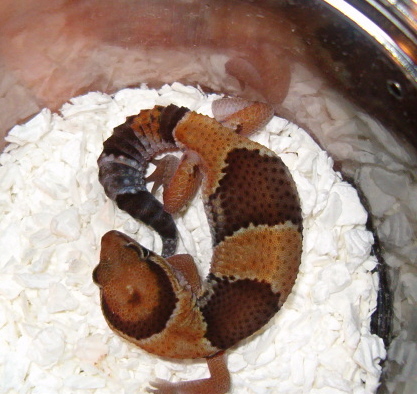 fat-tail_gecko