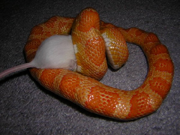 feeding my sunglow corn
