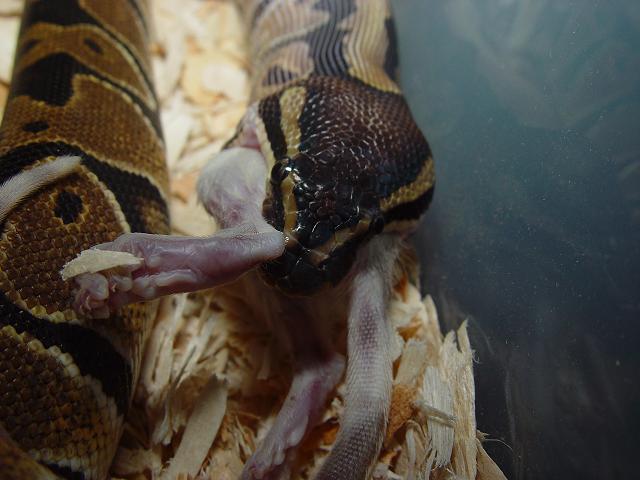 FEEDING TIME #11
