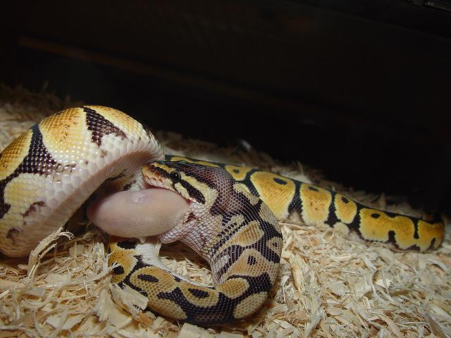 FEEDING TIME #8
