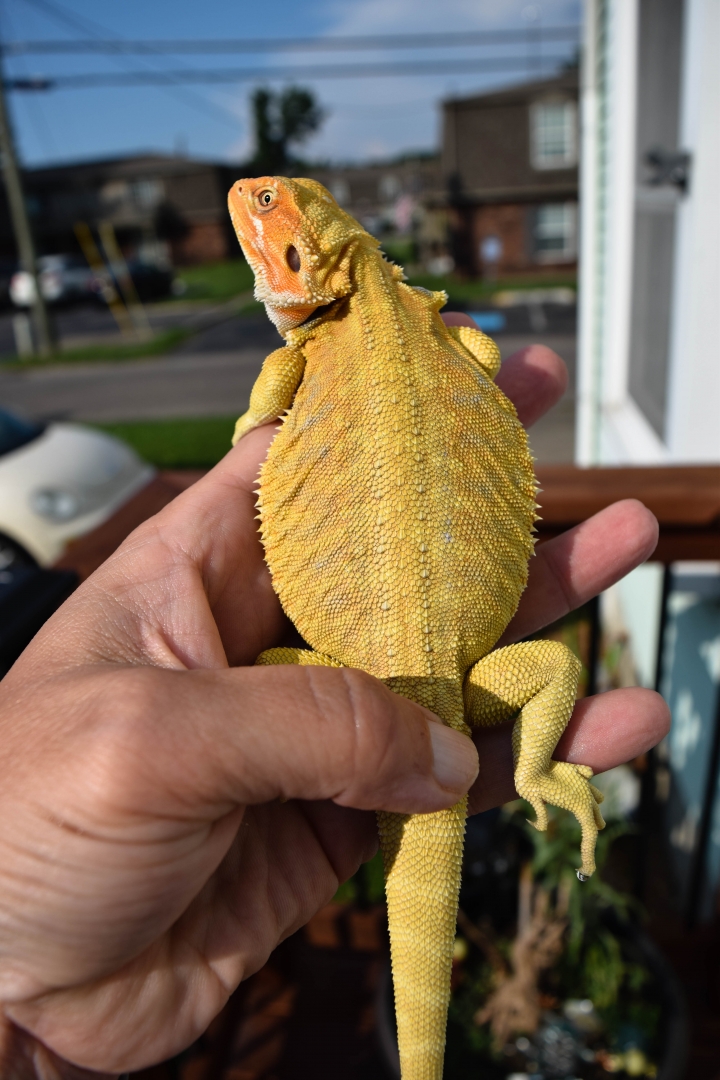 Female, 100% Het Trans, G-Stripe, Leather back For Sale