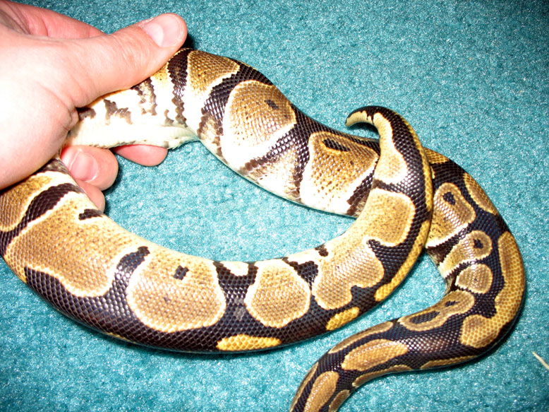 Female 2