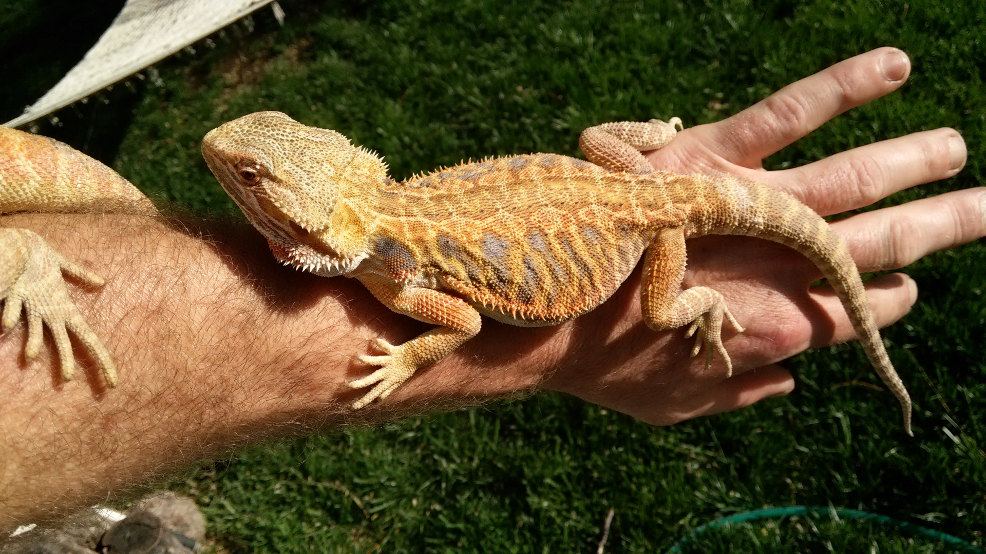 Female, SCHL, 10months,
