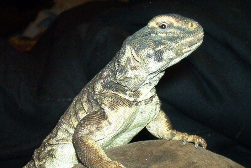 Female Uro