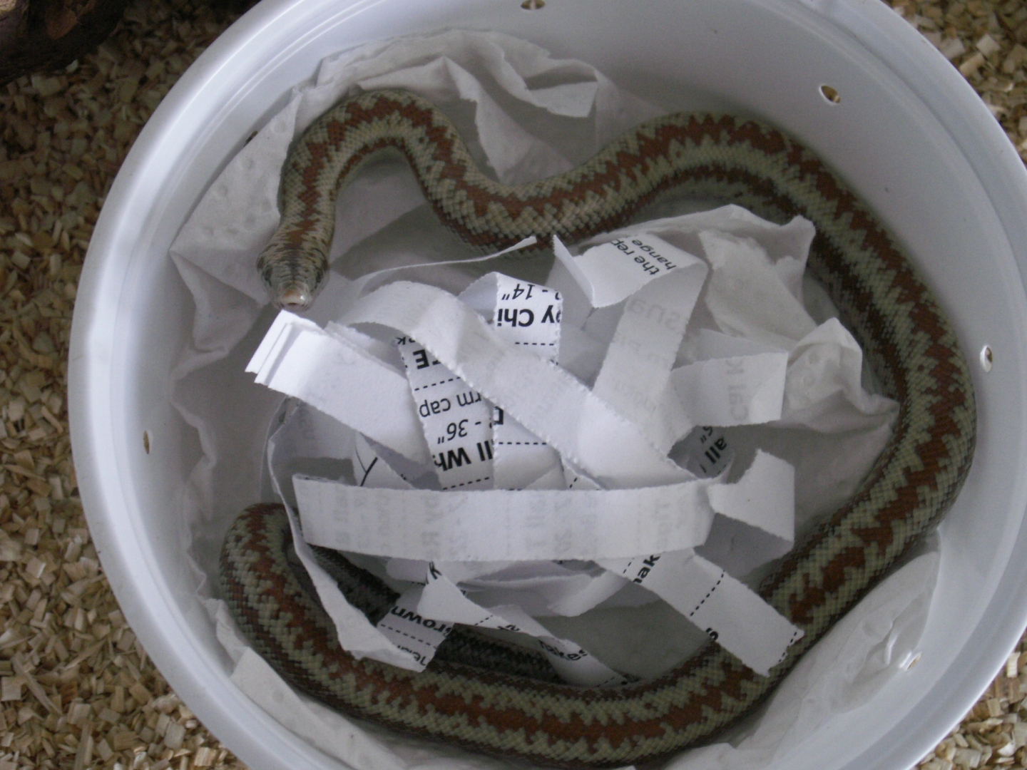 First Rosy Boa