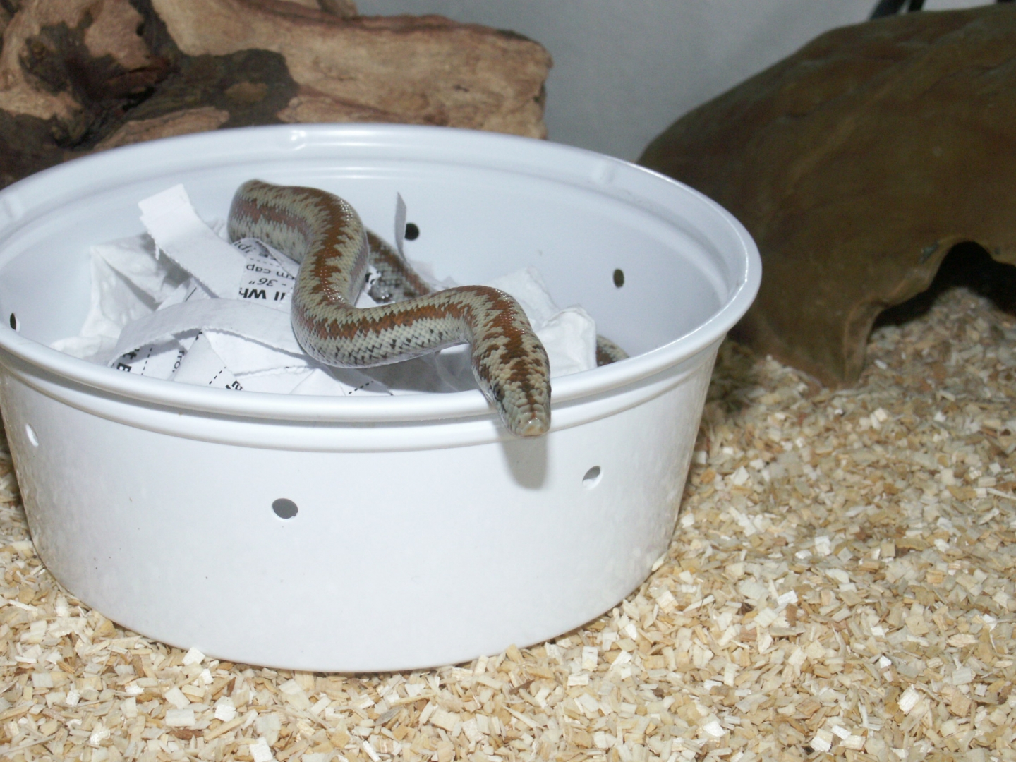 First Rosy Boa
