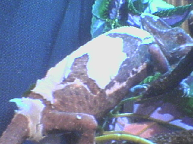 flaky