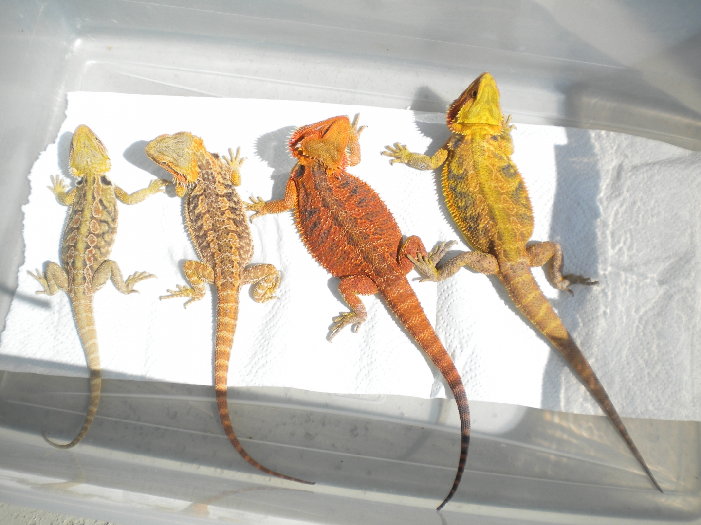 FOR SALE 5 QUALITY BEARDED DRAGONS