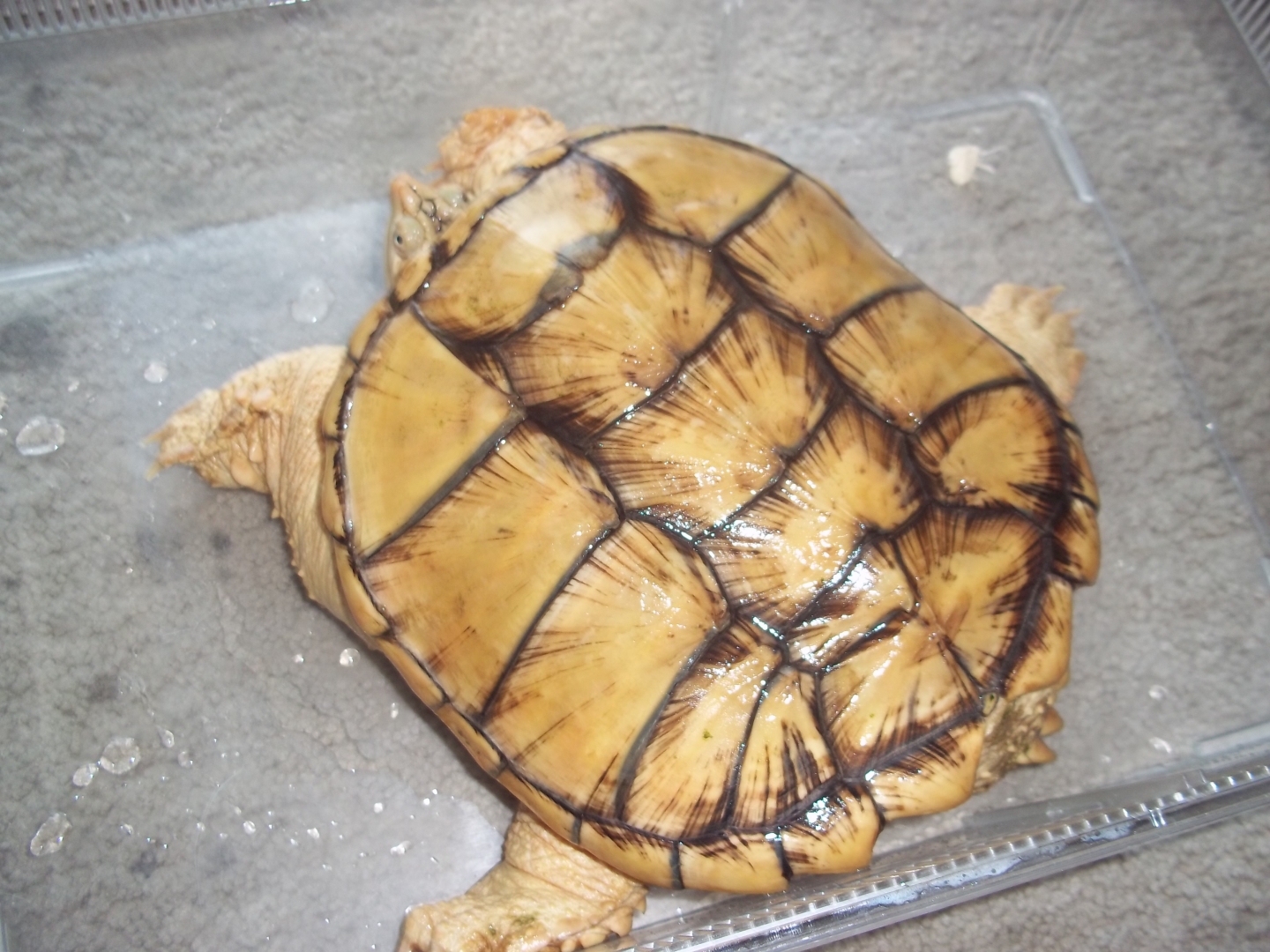 For sale Female Hypo Pastel Florida Snapping Turtle