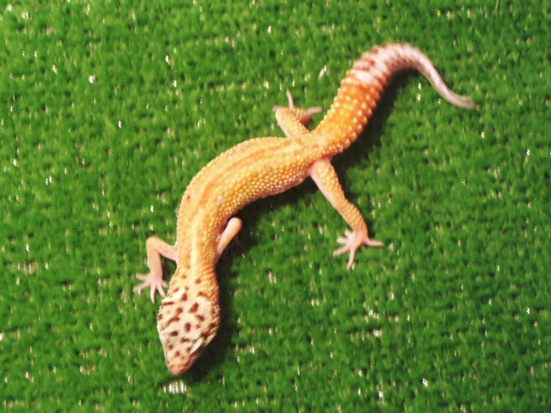 geckos005