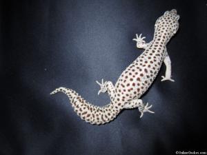 giant mack super tremper albino for sale