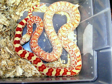 Gopher_albino_sonoran