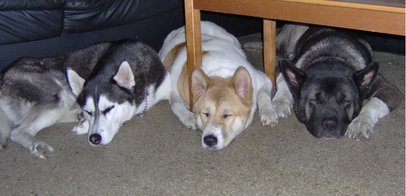 Guard Dogs