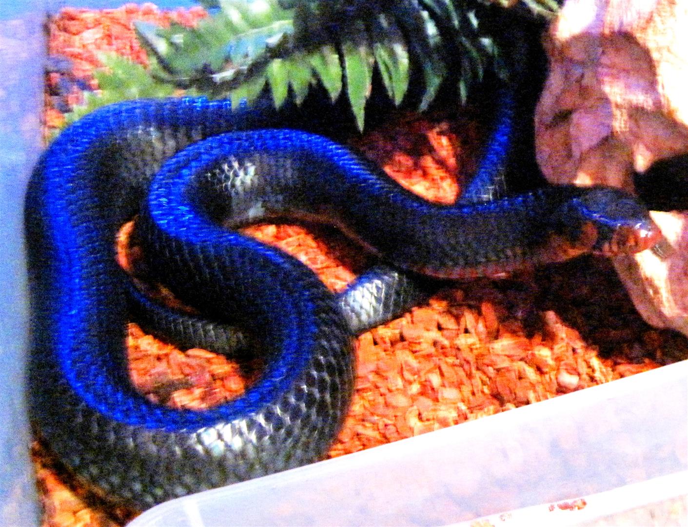 Happy : My male Drymarchon couperi.