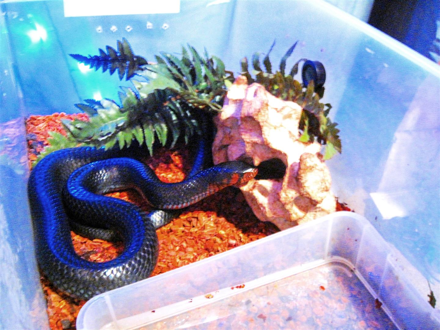 Happy the Indigo Snake