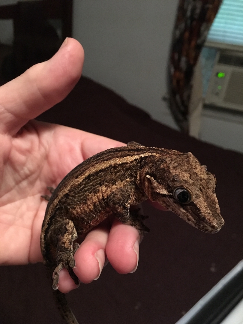Hershey,gargoyle gecko