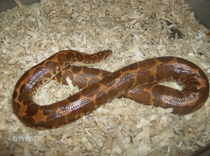 Het Albino female