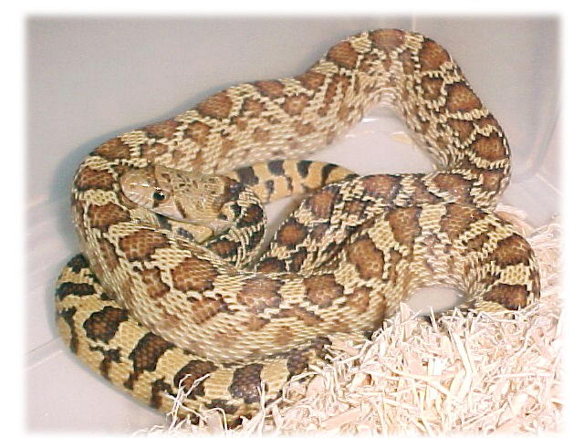 het_blizzard_sonoran
