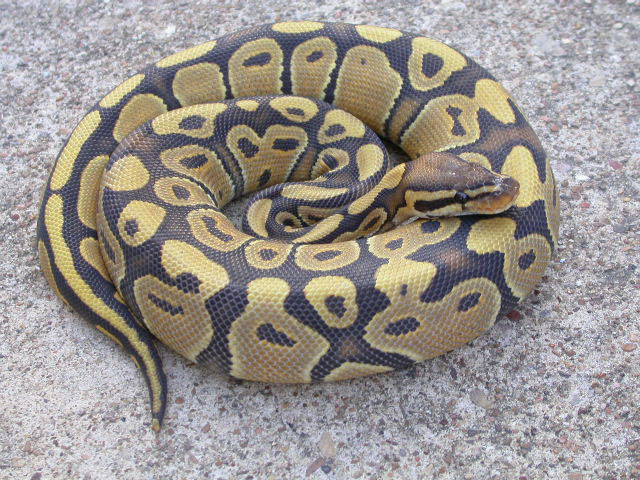 HISS Line Orange Ghost (new bloodline)