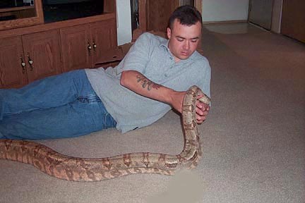 Hog Island Boa Female