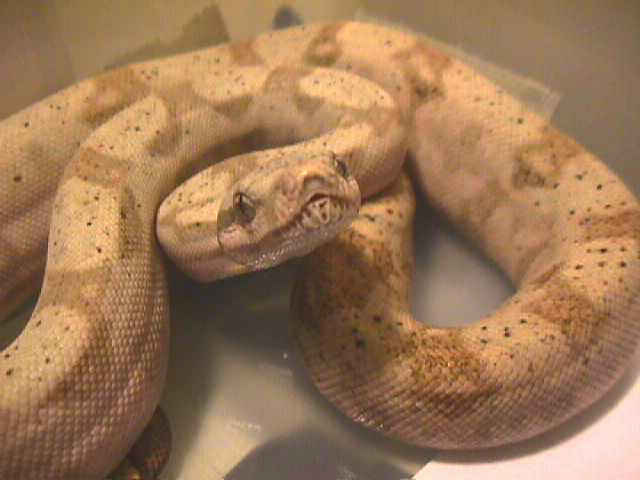 Hog Island Boa