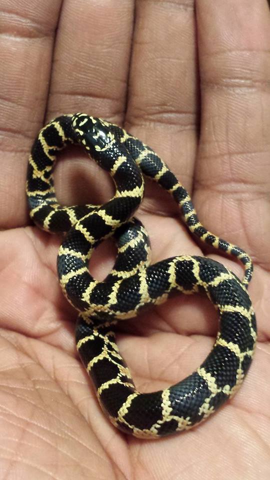 hondoking x goini x florida