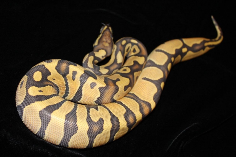Hypo Female