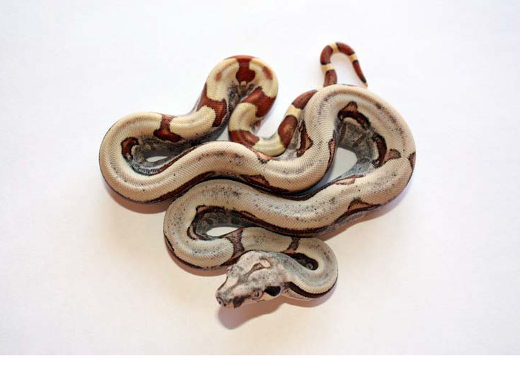 Hypo Jungle