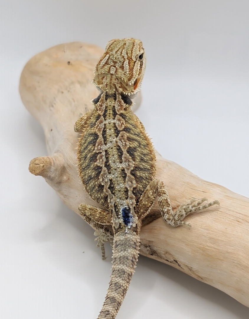 Hypo possible Het Translucent Tiger Male
