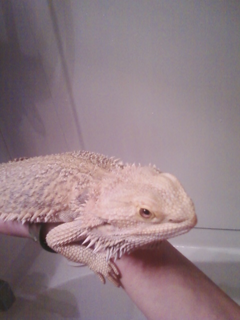 Identify my dragon?