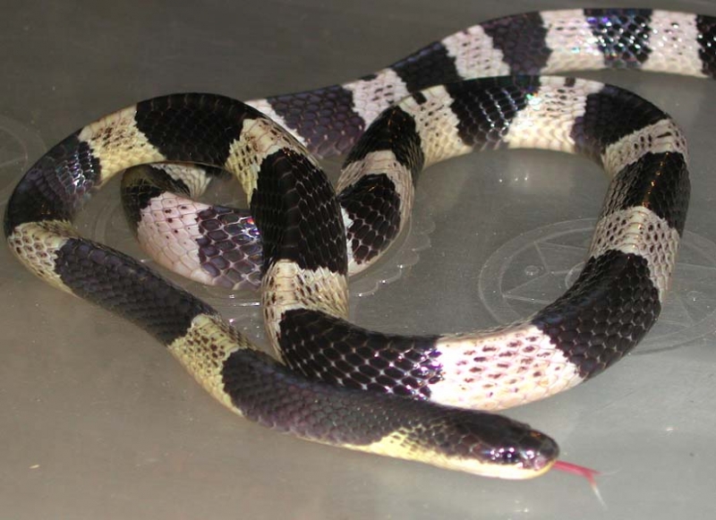 Indonesian Krait
