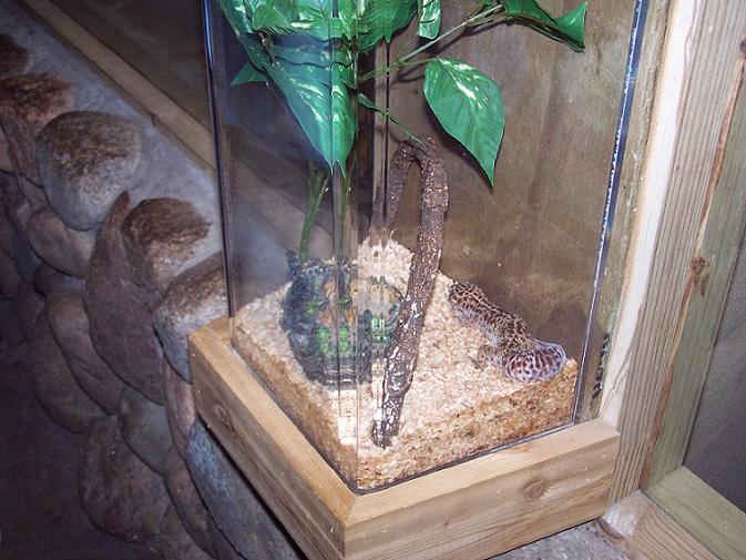 Is this any way to keep a leo?
