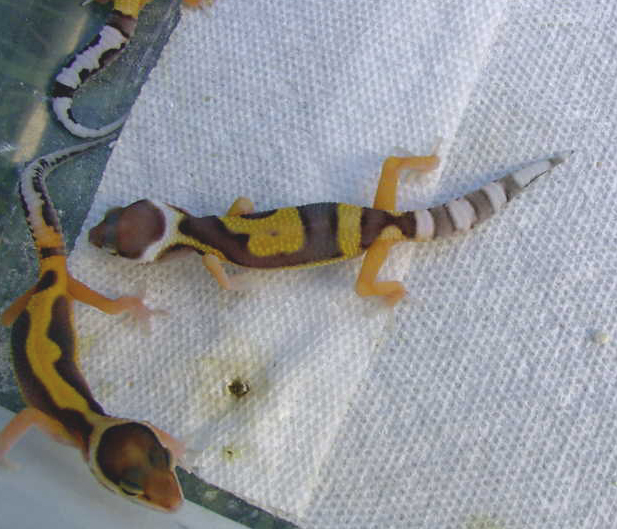 Jungle het albino