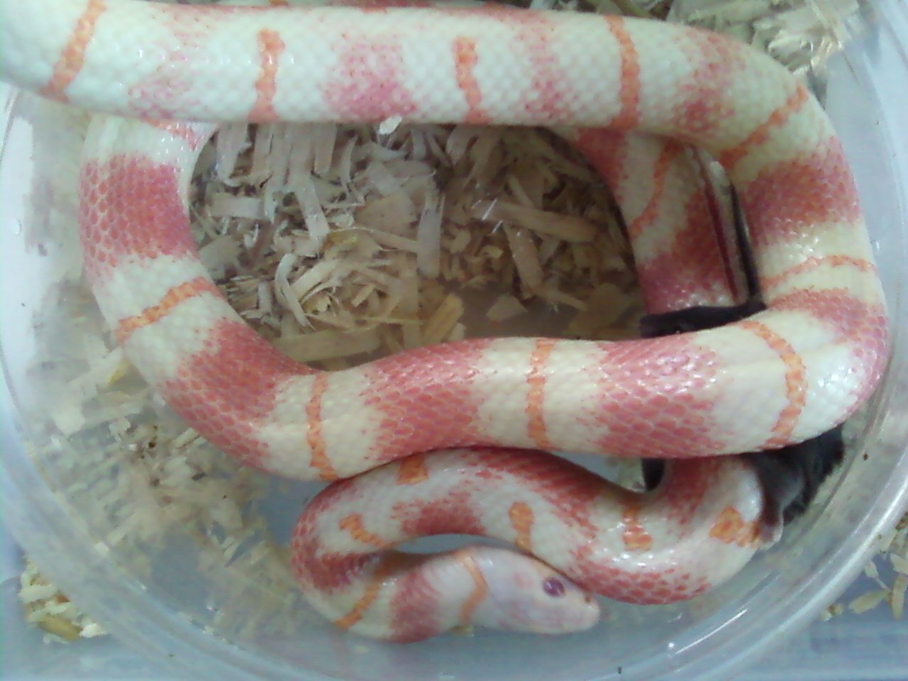 Jurassic Albino