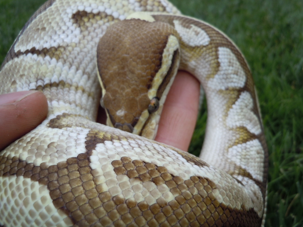 Lesser